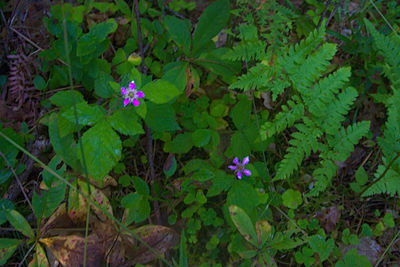 High angle view of purple flowering plant