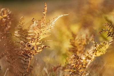 Close-up of stalks in field