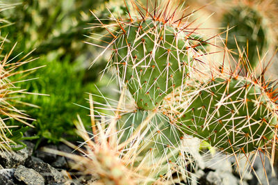 Close-up of cactus plant