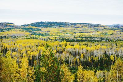 Scenic view of yellow flowers against sky