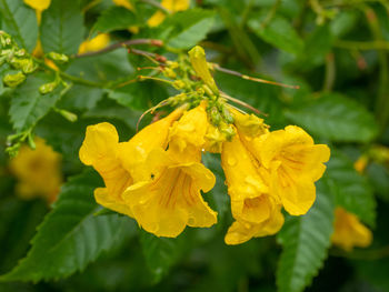 Close-up of yellow flowering plant