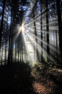 Sunlight streaming through trees in forest