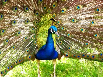 Idyllic peacock perching on grassy field