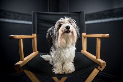 Dog sitting on chair at home