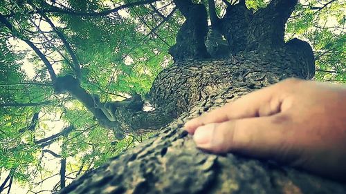 Cropped image of man on tree trunk in forest