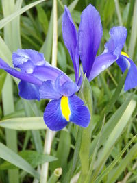 Close-up of purple crocus flowers growing on field