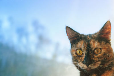 Close-up portrait of a cat