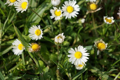 Close-up of yellow flowers blooming outdoors