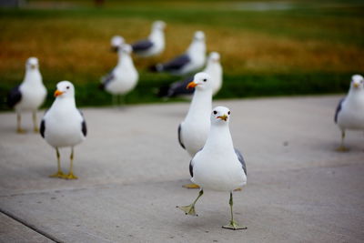 Seagulls on footpath