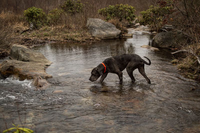 Dog in a lake