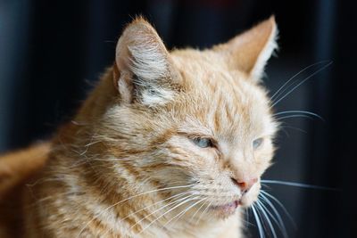 Close-up of a cat looking away