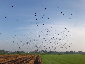 Flock of birds flying in the sky