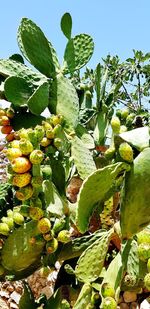 Low angle view of fruits growing on tree