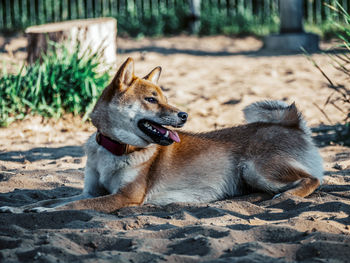 Close-up of dog