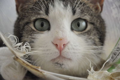 Close-up portrait of cat