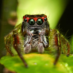 Close-up of spider