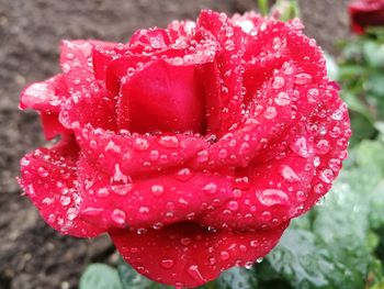Close-up of wet red flower blooming outdoors
