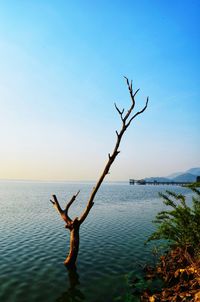 Bare tree by sea against clear sky