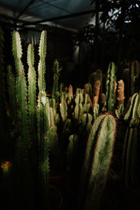 Close-up of succulent plant