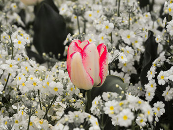 Close-up of pink tulips