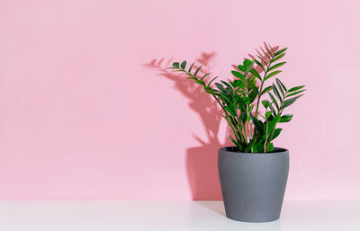 Potted plant against wall