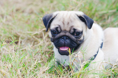 Portrait of dog