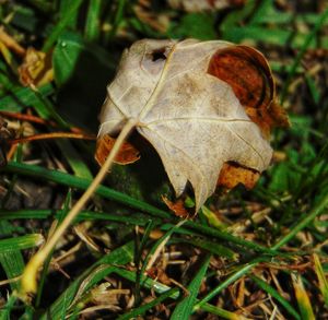 Close-up of dry leaf on field