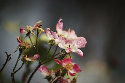 Close-up of pink flowers on branch