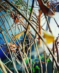 Low angle view of plants against sky