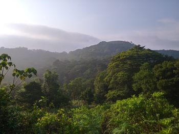 Scenic view of forest against sky