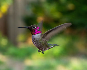 Close up view of a flying anna's hummingbird.