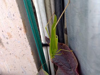 Close-up of insect on wall