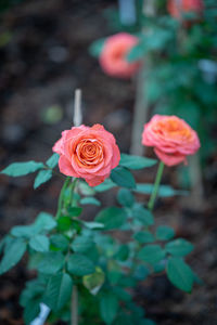 Close-up of pink rose