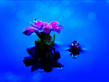 Close-up of flowers against blue background