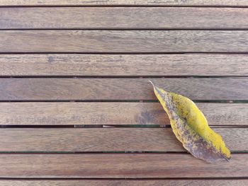 Close-up of leaf on wooden plank