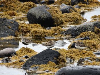 Sandpipers on rock at sea shore