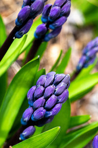 Close-up of purple flowering plant