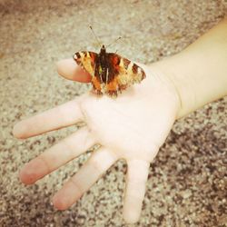 Close-up of hand holding insect