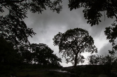 Low angle view of silhouette trees in forest against sky