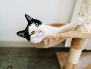 Close-up portrait of cat on scratching post