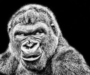 Close-up of gorilla against black background