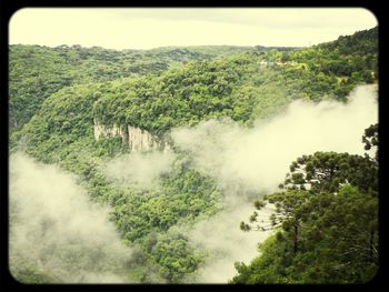 Scenic view of forest against sky