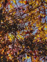 Low angle view of tree in autumn