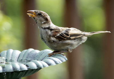 Sparrow stops by for a drink at the fountain.