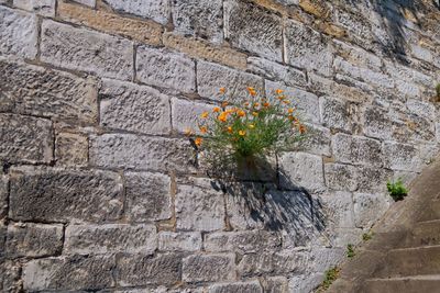 Low angle view of flowering plants on wall