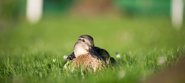 Duck on grassy field