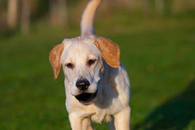 Portrait of dog on field