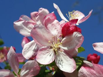 Close-up of pink cherry blossoms against sky