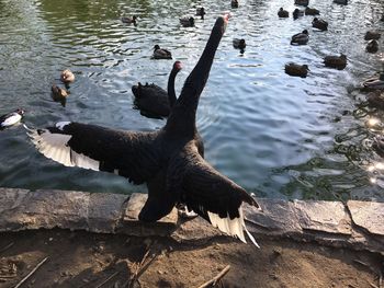 High angle view of swan swimming in lake