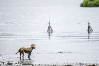 View of a horse on the beach